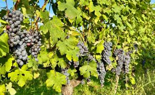 Viinipalsta: Purevaa hienostuneisuutta