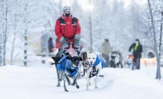 Tärkeintä on koirien hyvinvointi