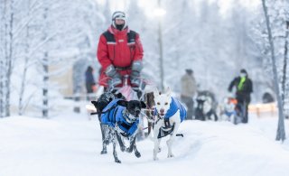 Tärkeintä on koirien hyvinvointi